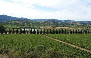 Vineyards in Sonoma